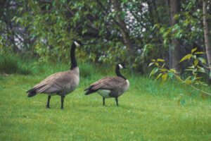Flying in Formation—Inspiration from Canadian Geese
