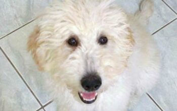 Bryn the Goldendoodle