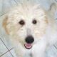 Bryn the Goldendoodle