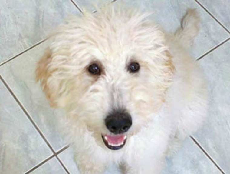 How To Become A Therapy Dog