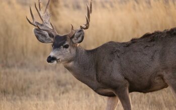 A male deer with antlers
