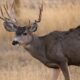 A male deer with antlers