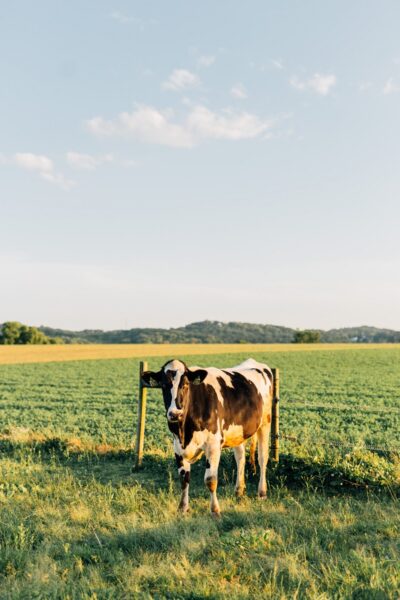 A cow stands in a field