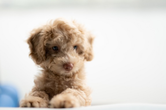 Fear or Phobia? The Differences and Treatments
