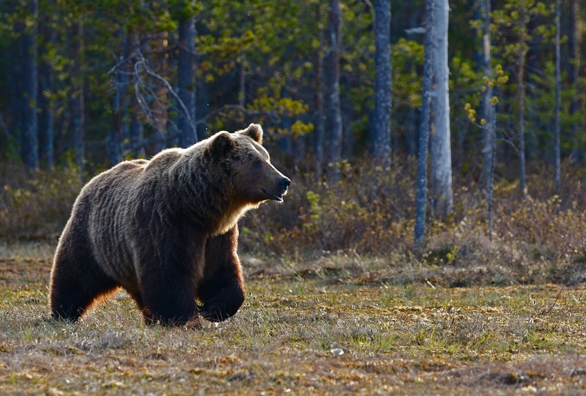 The Goldilocks Principle and Website Costs for SMBs