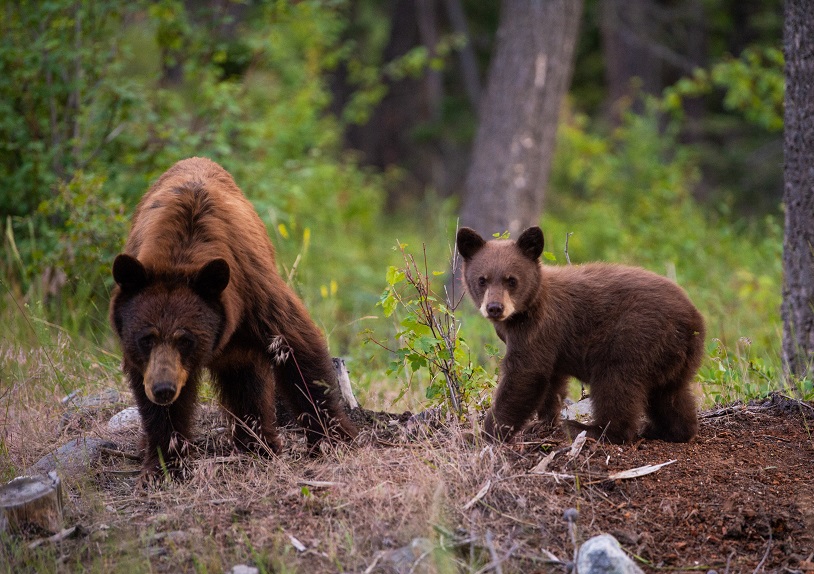 The Early Adventures of Mama Bear