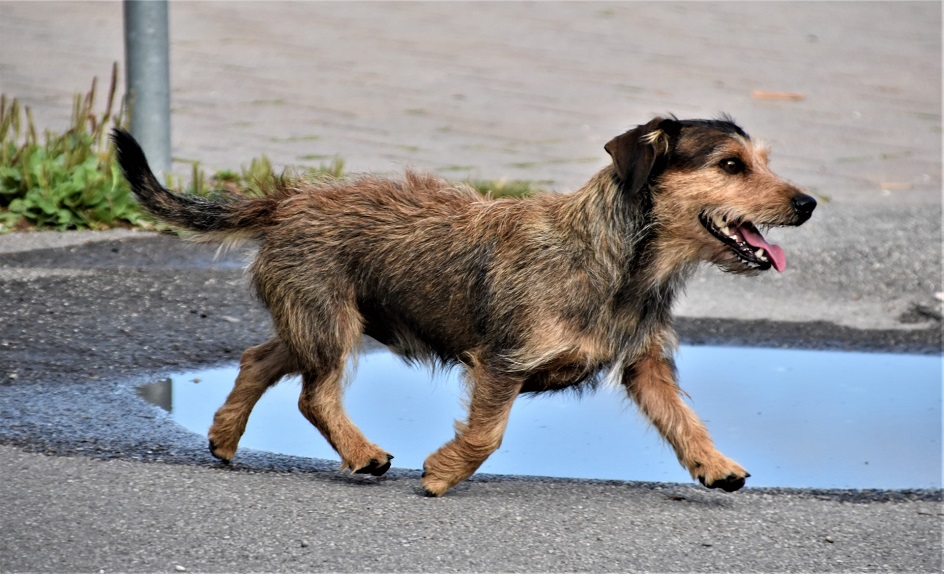 An Inspiring True Dog Story / Skippy: The Dog We Hate to Love
