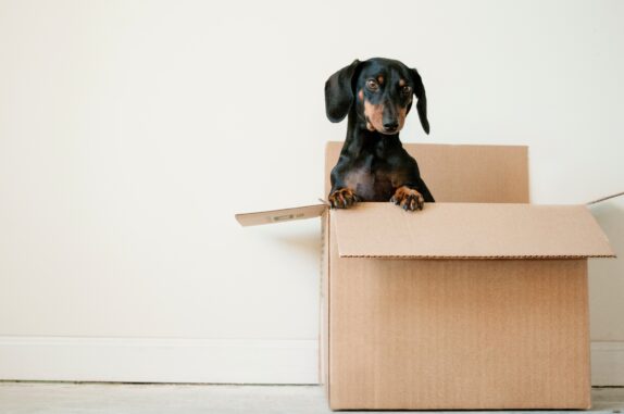 A cute dog in a carton